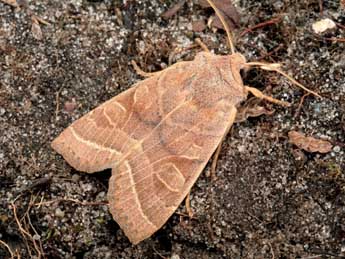 Orbona fragariae Esp. adulte - �Serge Wambeke