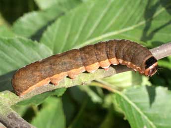  Chenille de Orbona fragariae Esp. - �Serge Wambeke