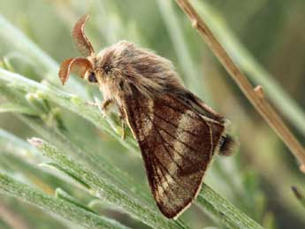 Malacosoma franconicum D. & S. adulte - �Daniel Morel