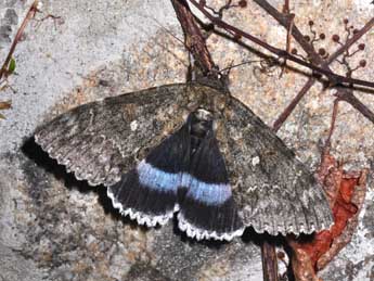 Catocala fraxini L. adulte - �Philippe Mothiron