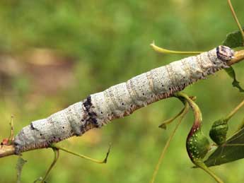  Chenille de Catocala fraxini L. - �Daniel Morel