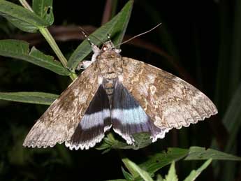 Catocala fraxini L. adulte - �Philippe Mothiron