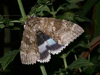 Catocala fraxini L. adulte - �Philippe Mothiron