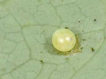  Oeuf de Hemaris fuciformis L. - �Philippe Mothiron