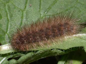  Chenille de Phragmatobia fuliginosa L. - �Philippe Mothiron