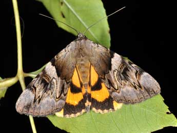 Catocala fulminea Scop. adulte - �Philippe Mothiron