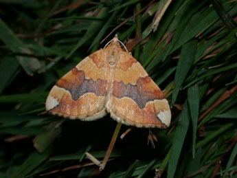 Cidaria fulvata Forst. adulte - �Philippe Mothiron