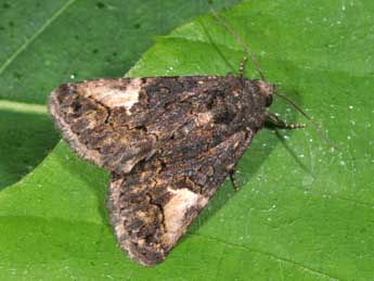 Aedia funesta Esp. adulte - �Philippe Mothiron