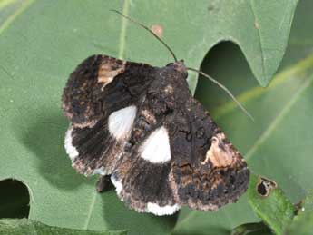 Aedia funesta Esp. adulte - �Philippe Mothiron