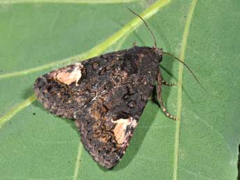 Aedia funesta Esp. adulte - �Philippe Mothiron