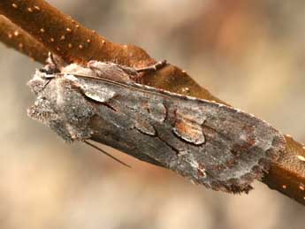 Lithophane furcifera Hfn. adulte - �Daniel Morel