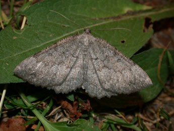 Gnophos furvata D. & S. adulte - �Philippe Mothiron