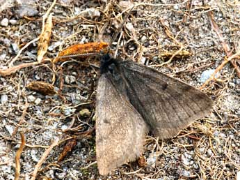 Macaria fusca Thnbg adulte - �Daniel Morel