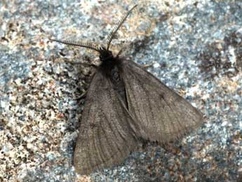 Macaria fusca Thnbg adulte - �Daniel Morel