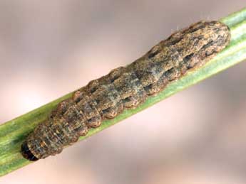  Chenille de Caradrina fuscicornis Rbr - �Daniel Morel