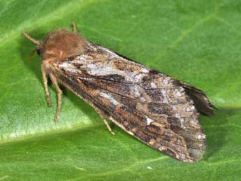 Korscheltellus fusconebulosus De Geer adulte - �Philippe Mothiron