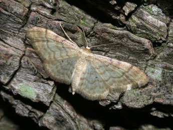 Idaea fuscovenosa Gze adulte - �Philippe Mothiron