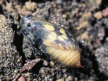  Chrysalide de Melanargia galathea L. - �Philippe Mothiron