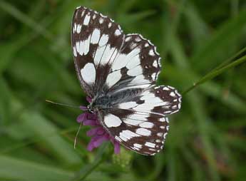 Melanargia galathea L. adulte - �Philippe Mothiron