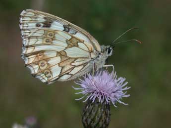 Melanargia galathea L. adulte - �Philippe Mothiron