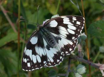 Melanargia galathea L. adulte - �Philippe Mothiron