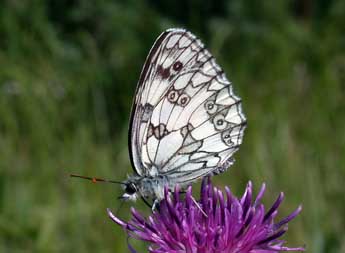 Melanargia galathea L. adulte - �Philippe Mothiron