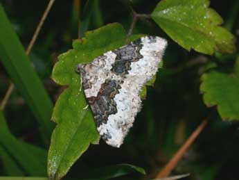 Epirrhoe galiata D. & S. adulte - �Philippe Mothiron