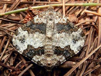 Epirrhoe galiata D. & S. adulte - �Bruno Lavou�