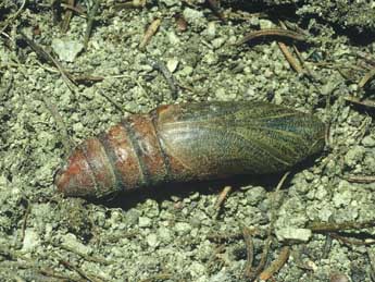  Chrysalide de Hyles gallii Rott. - �Philippe Mothiron