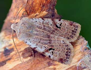 Conistra gallica Led. adulte - �Daniel Morel