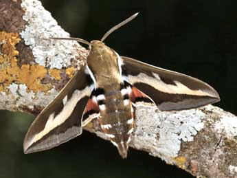 Hyles gallii Rott. adulte - �Daniel Morel