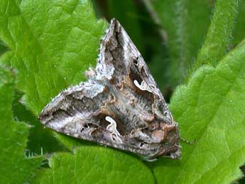 Autographa gamma L. adulte - �Philippe Mothiron