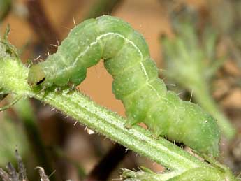  Chenille de Autographa gamma L. - �Lionel Taurand