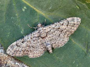 Eupithecia gemellata H.-S. adulte - �Daniel Morel