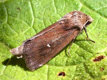 Lenisa geminipuncta Hw. adulte - �Serge Wambeke