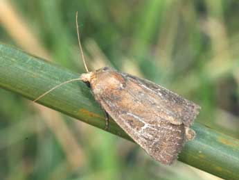 Lenisa geminipuncta Hw. adulte - �Daniel Morel