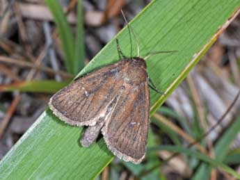 Lenisa geminipuncta Hw. adulte - �Philippe Mothiron