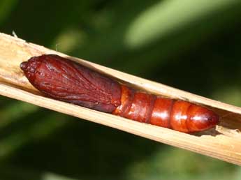  Chrysalide de Lenisa geminipuncta Hw. - �Serge Wambeke