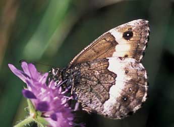 Hipparchia genava Fruh. adulte - �Tristan Lafranchis