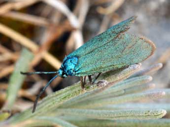 Adscita geryon Hb. adulte - �Daniel Morel