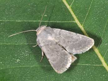 Caradrina gilva Donz. adulte - �Philippe Mothiron