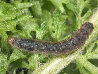  Chenille de Caradrina gilva Donz. - �Philippe Mothiron