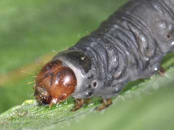  Chenille de Caradrina gilva Donz. - �Philippe Mothiron