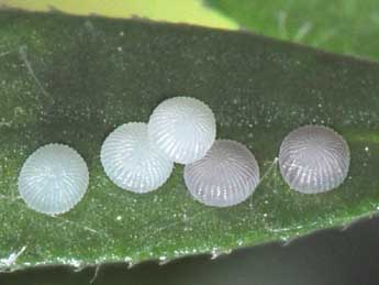  Oeuf de Caradrina gilva Donz. - �Philippe Mothiron