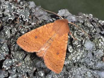 Cirrhia gilvago D. & S. adulte - �Philippe Mothiron