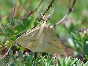 Aspitates gilvaria D. & S. adulte - �Samuel Ducept