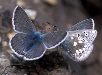 Agriades glandon Prun. adulte - �Tristan Lafranchis