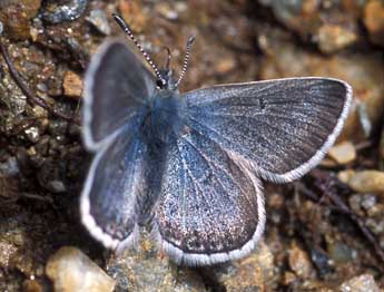 Agriades glandon Prun. adulte - �Tristan Lafranchis