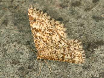 Heliomata glarearia D. & S. adulte - �Daniel Morel