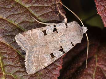 Eugnorisma glareosa Esp. adulte - �Philippe Mothiron